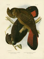Cacatua di Leach, 1891